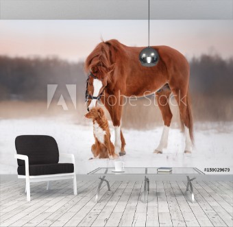 Picture of Dog and horse outdoors in winter